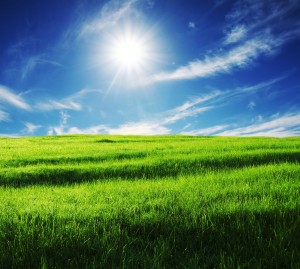 blue_sky_grass_from_the_grass_highdefinition_picture